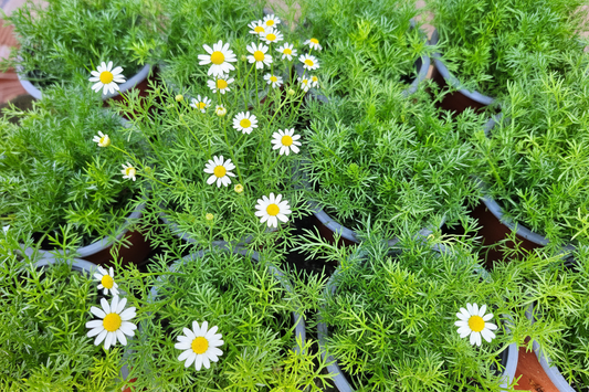 Chamomile 9cm Pot