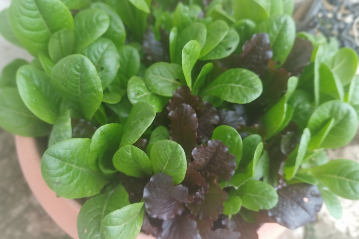 20 x Φυτά για μαρούλι