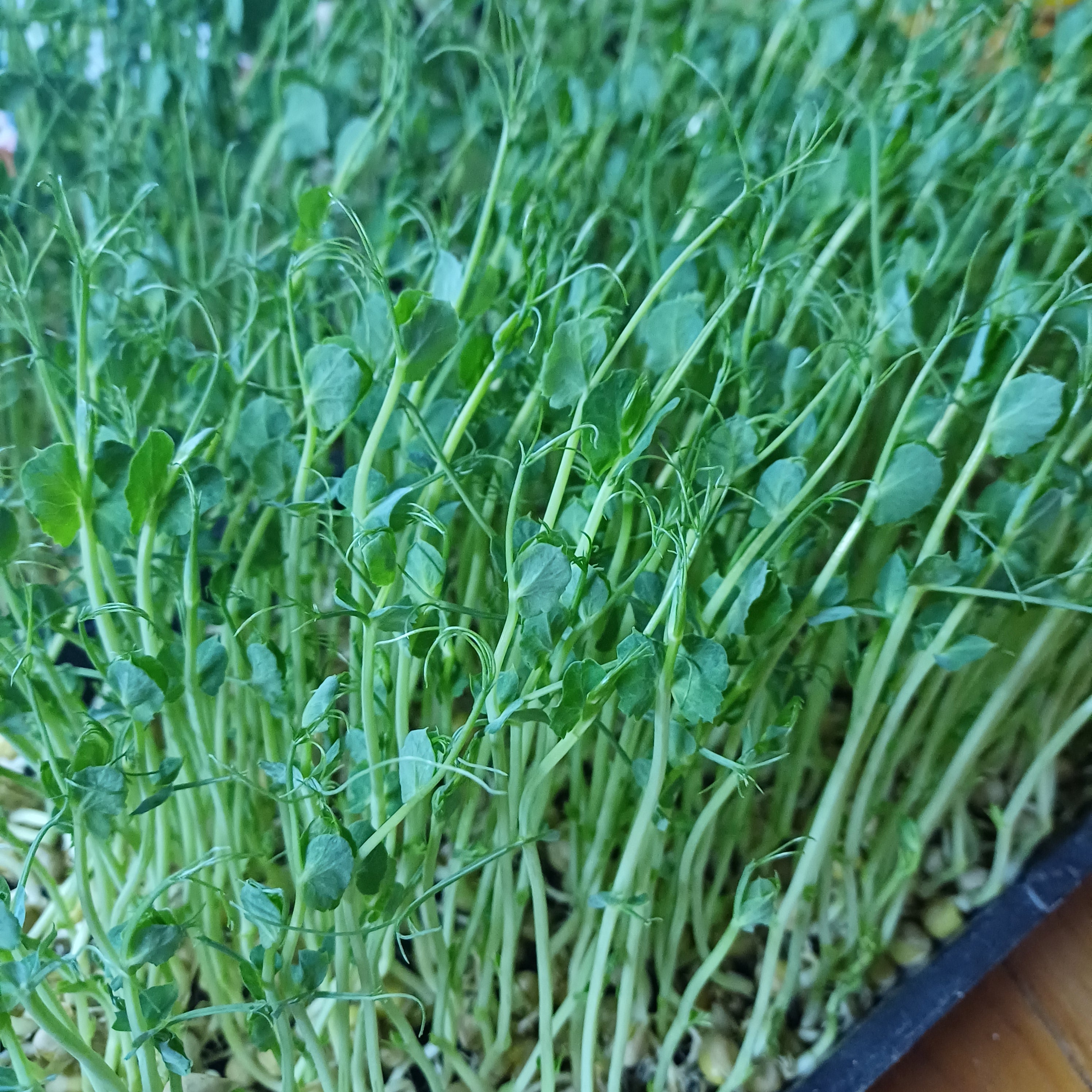 Pea Shoots TEST