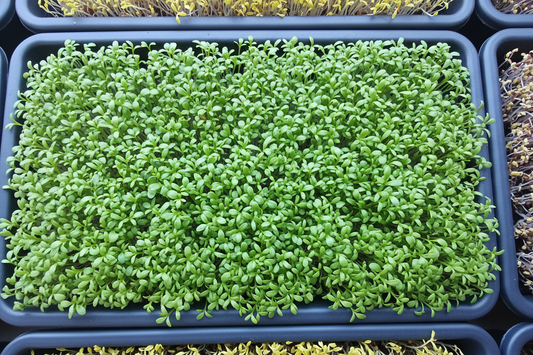 Cress 15g