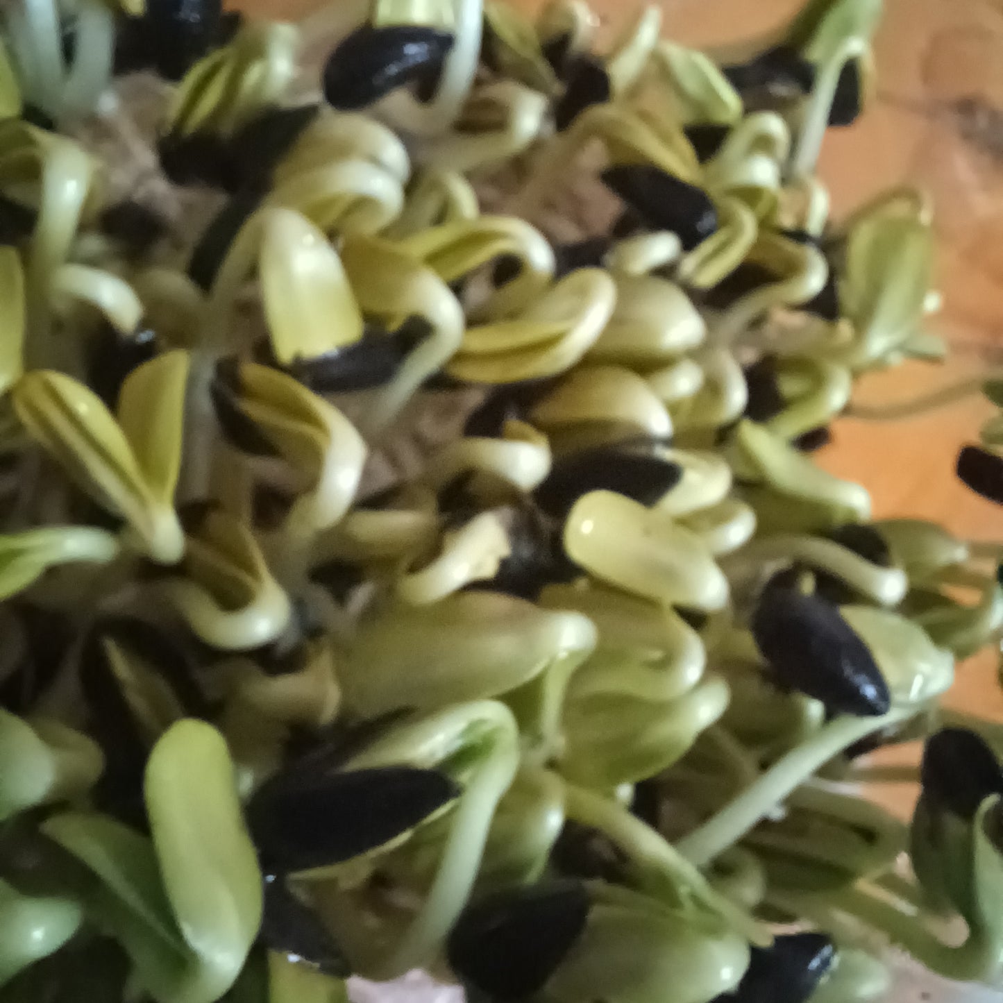 Sunflower Shoots 70g