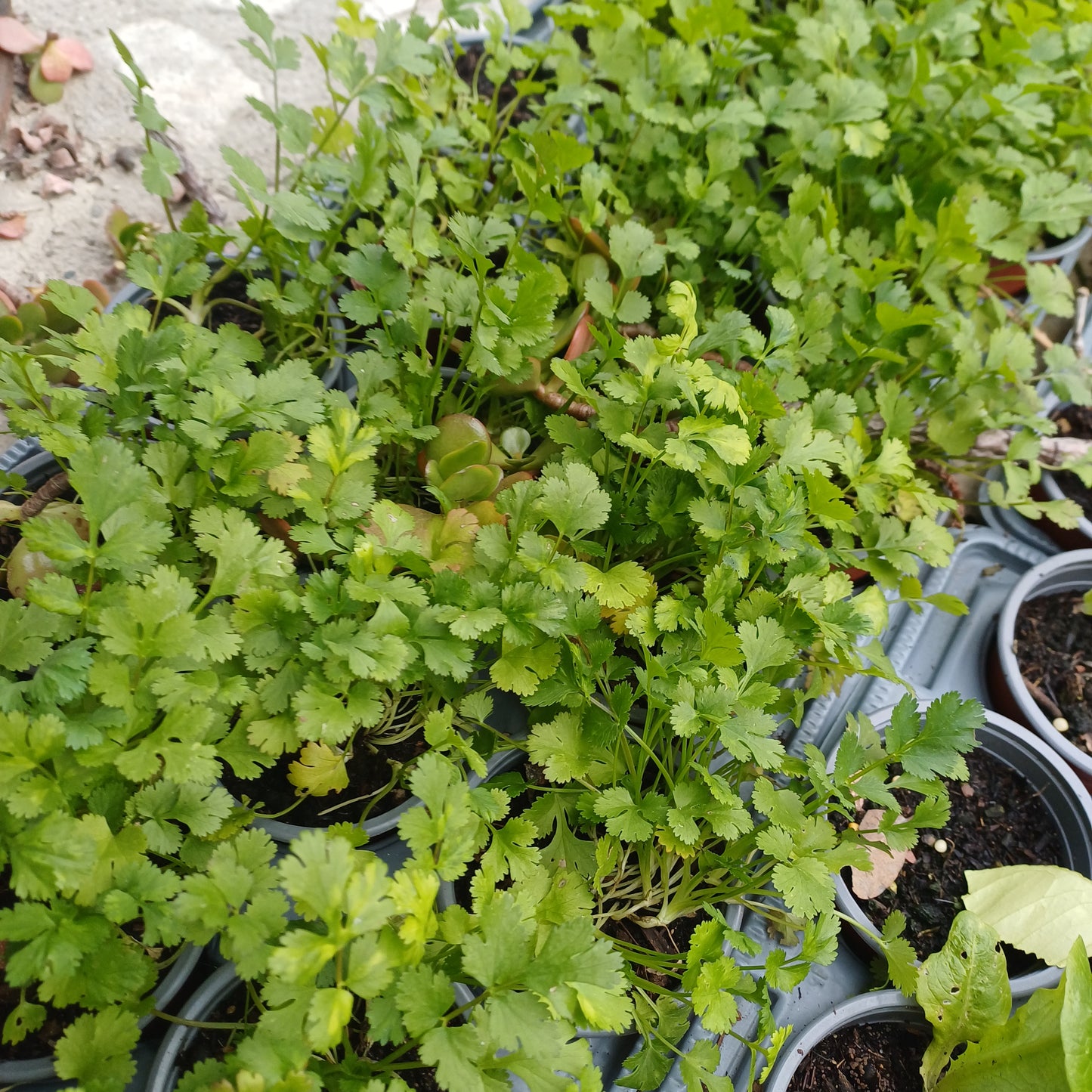 Coriander 9cm Potted Herb