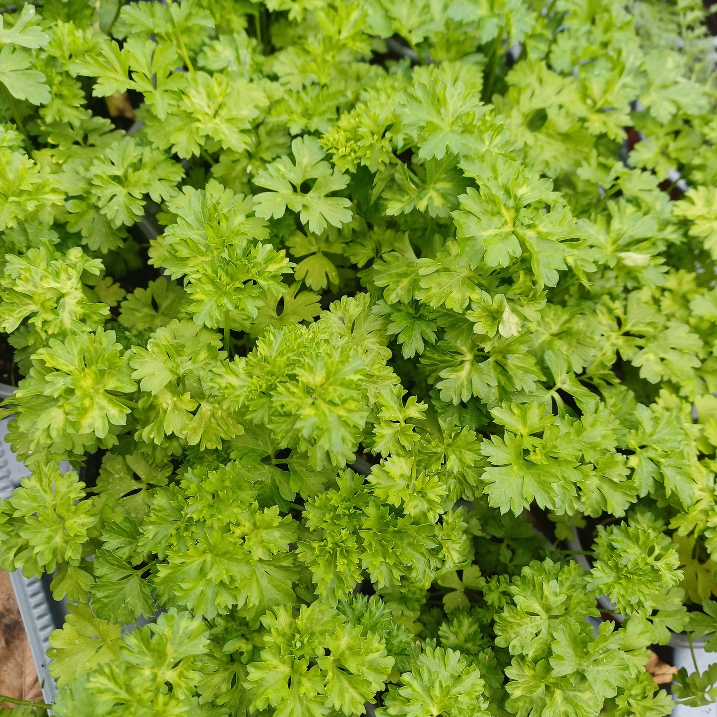 Moss Curled Parsley 9cm Potted Herb