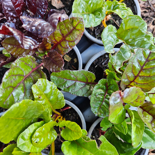 Rainbow Chard