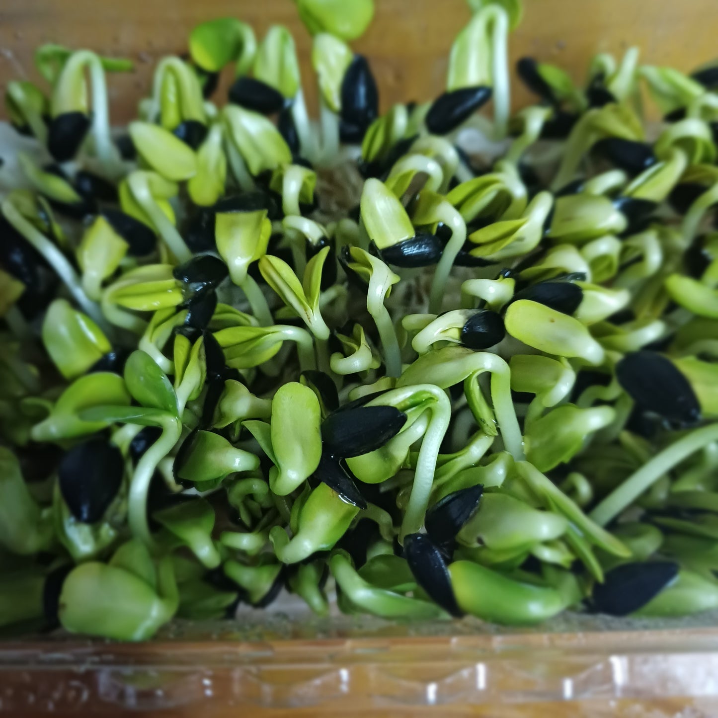 Sunflower Shoots 70g