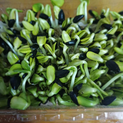 Sunflower Shoots 70g
