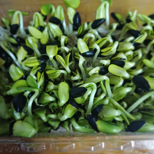 Sunflower Shoots 70g