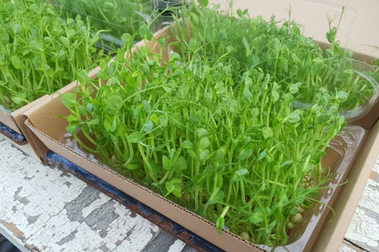 Pea Shoots 70g